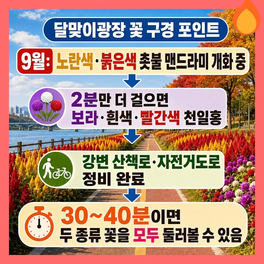 달맞이광장 — 맨드라미에서 천일홍까지 2분만 더 걸으면